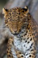 /album/fotogaleria/tumblr-mk84a9nlmz1rlae64o1-500-jpg/